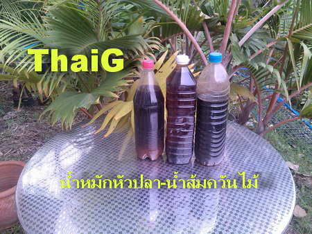 ปุ๋ยน้ำหมัก หัวปลา สูตรกูหมักเอง