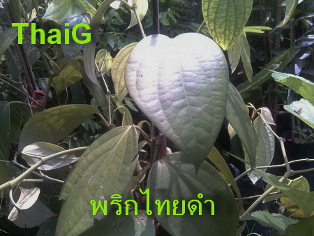 พริกไทยดำ ลดไขมัน ลดคอเลส เตอรอลชงัด