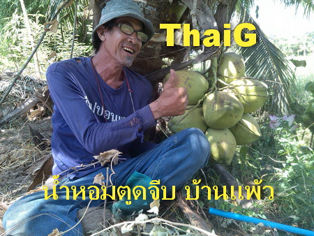 มะพร้าวพันธุ์ตูดจีบ บ้านแพ้ว