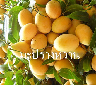 มะปรางหวาน พันธุ์นิยม