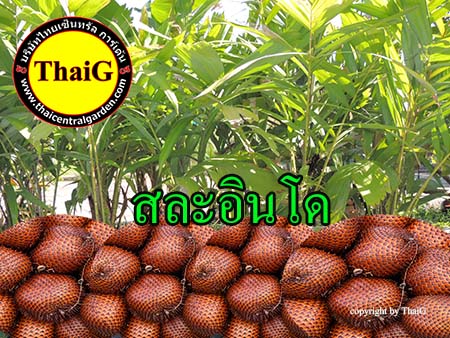 ผล ต้นพันธุ์ สละอินโด
