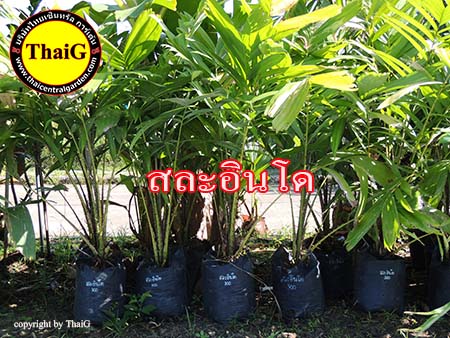 ต้น พันธุ์ สละอินโด