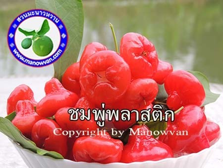 ชมพู่ พลาสติก