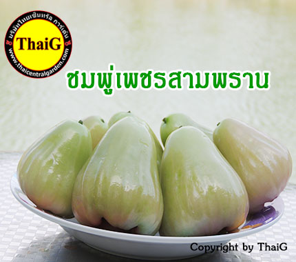 ชมพู่หวาน เพชรสามพราน