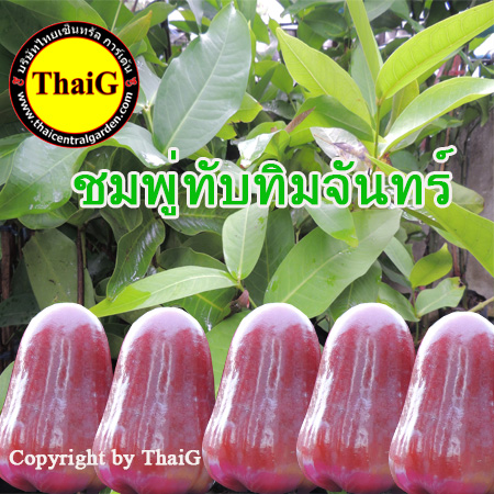 ชมพู่ ทับทิม จันทร์