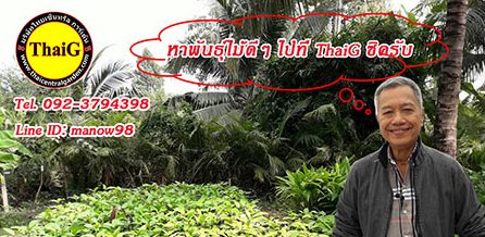 ศูนย์เพาะพันธุ์ไม้ ขยายพันธุ์ไม้ ไม้ป่าทนแล้ง สุพรรณบุรี