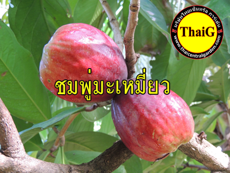 ชมพู่ มะเหมี่ยว