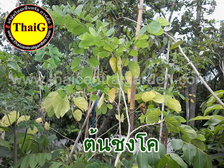 ต้นชงโค ดอกสีบานเย็น กลิ่นหอม