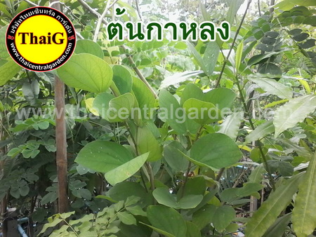 ต้นกาหลง ไม้ดอกหอม