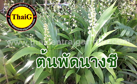 ต้นพัดนางชี สมุนไพร ไม้ประดับ