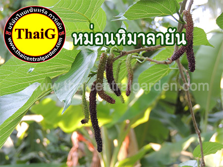 จำหน่าย ต้น หม่อนใต้หวัน พันธุ์ฮิมาลายัน