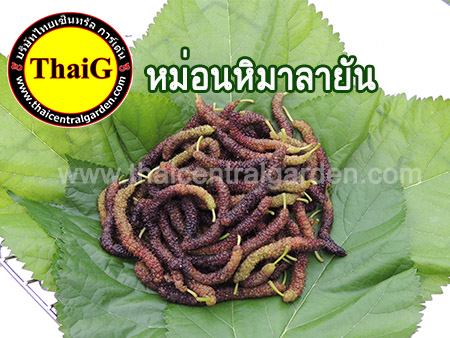 หม่อน ฮิมาลายัน มัลเบอร์รี่