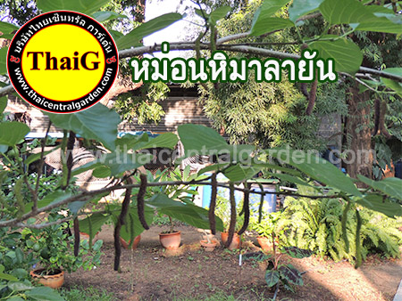 ผลหม่อน มัลเบอร์รี่ ฮิมารายัน