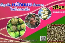 ตรีผลา ยาล้างลำใส้อุดตัน ขับไขมันปรับระบบสมดุลขับถ่าย