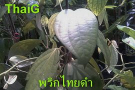 พริกไทยดำ ตัวช่วยสลายไขมันได้ดี