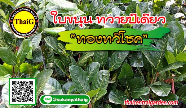 ขนุนทวายปีเดียว