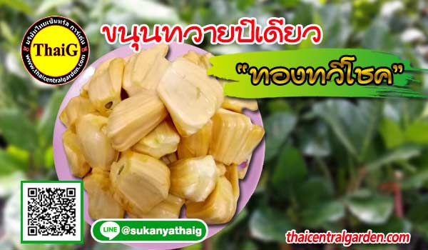 ขนุนทวายปีเดียว