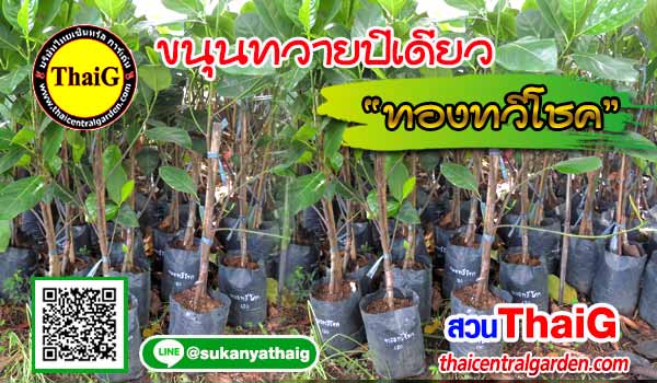 ขนุนทวายปีเดียว