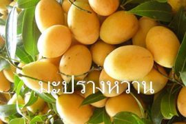 มะปรางหวาน พันธุ์นิยม