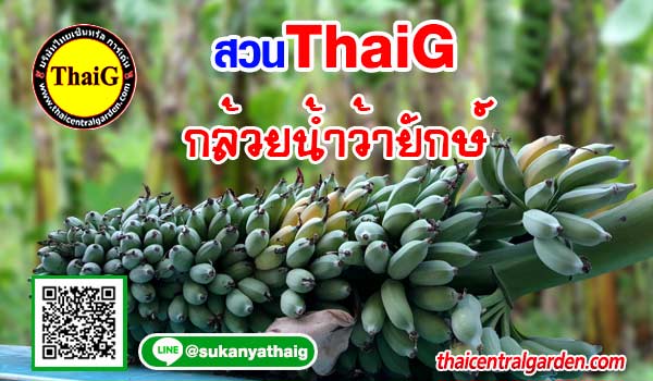 กล้วยน้ำว้ายักษ์