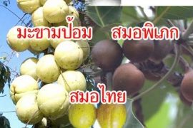 สูตรดีทอกซ์ ร่างกาย ล้างลำใส้