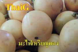 ผลมะไฟ พันธุ์เหรียญทอง