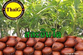 ผล ต้นพันธุ์ สละอินโด