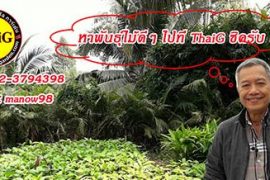 ศูนย์เพาะพันธุ์ไม้ ขยายพันธุ์ไม้ สุพรรณบุรี