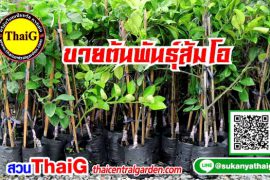 ต้นพันธุ์ส้มโอ