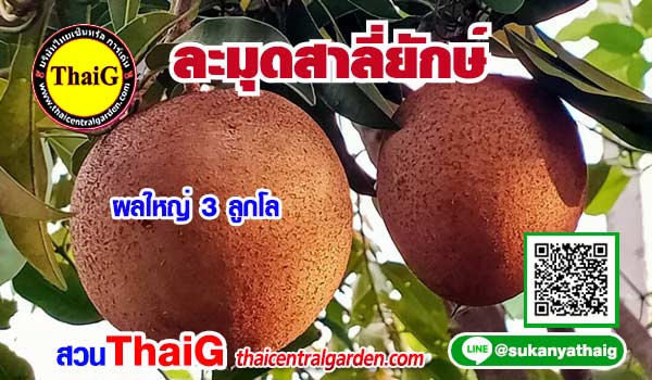 ละมุดสาลี่ยักษ์