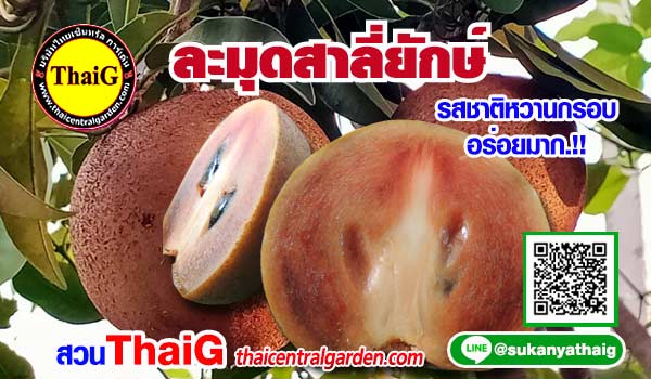 ละมุดสาลี่ยักษ์