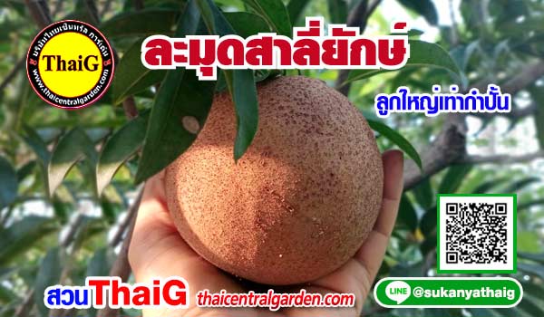 ละมุดสาลี่ยักษ์