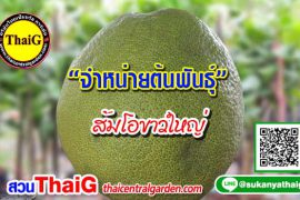 ส้มโอขาวใหญ่