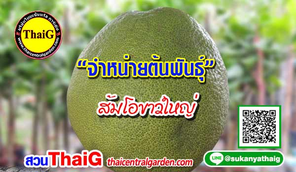 ส้มโอขาวใหญ่