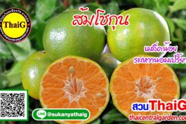 ส้มโชกุน