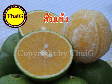 ส้มเช้ง เนื้ออร่อย ผลแก่จัดหวานชื่นใจ