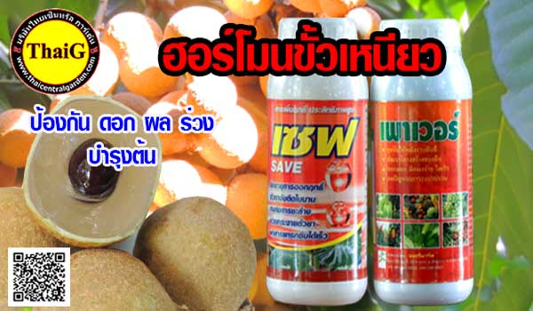 ฮอร์โมนขั้นเหนียวผสมสารจับใบ ลดการหลุดร่วงของดอกและผลไม้