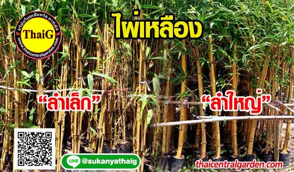 ไผ่เหลือง